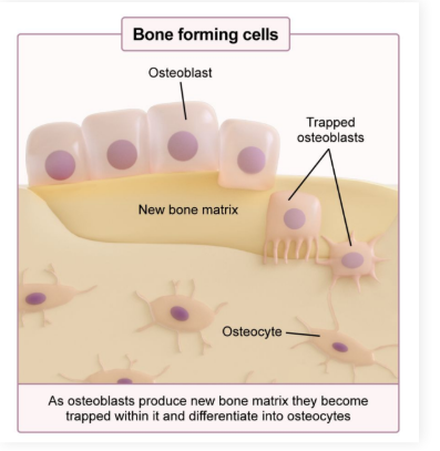 <p>Mature osteoblasts that have been <strong>trapped </strong>within the bony matrix</p><p>● Live within <strong>osteons</strong></p><p>● <strong>Maintain bone</strong></p>