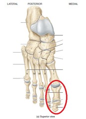 <p>Big toe</p>
