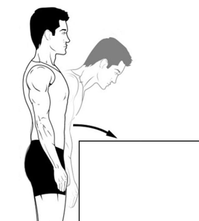 <p>what muscles are involved in this movement?</p>