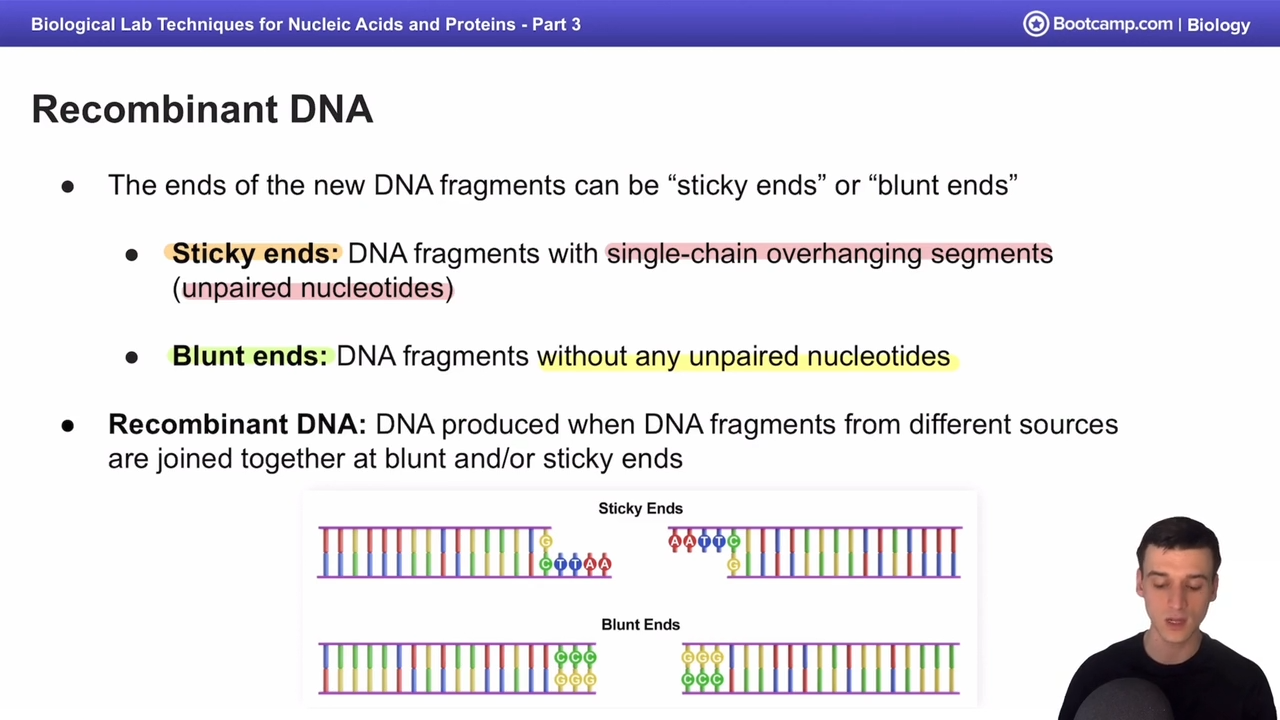 <p>Produced by endo nucleases </p><p>DNA Segements without any unpaired nucleotides </p>