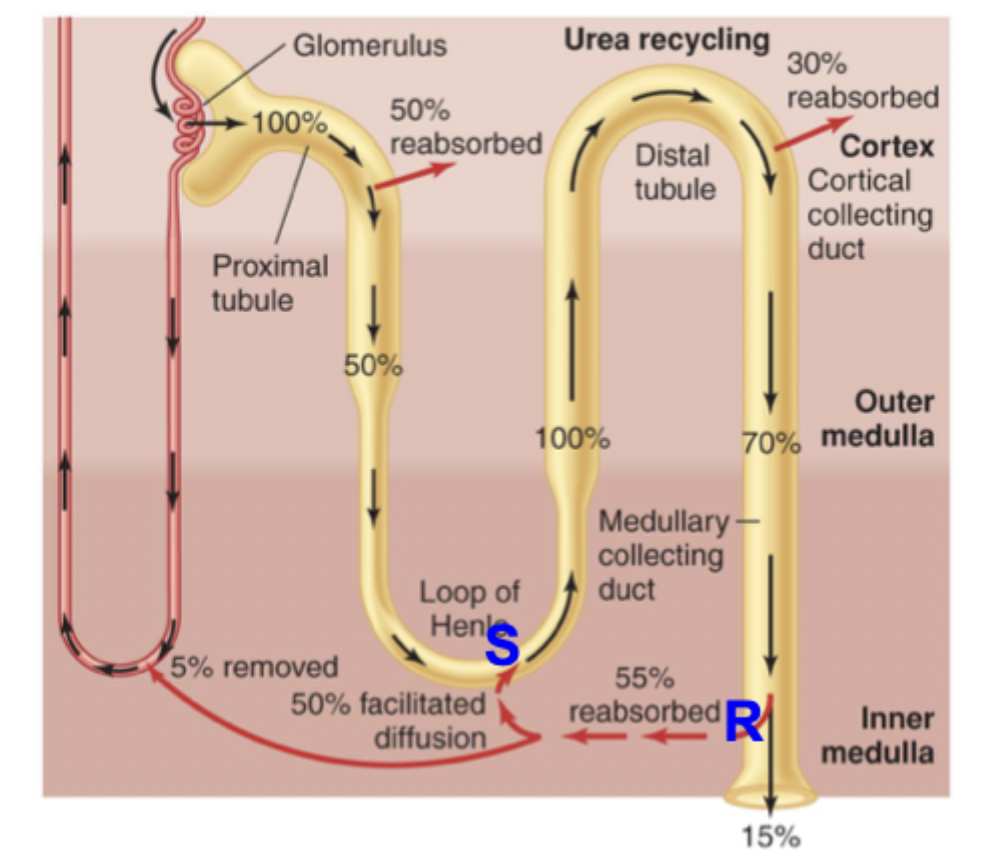 <p>Urea is filtered at glomerulus → water leaves in proximal tubule and descending limb, making urea more concentrated → filtrate reaches medullary collecting duct → ADH increases permeability of urea → accumulates in medulla → some diffuses into loop of henle → flows to duct again and recycles</p>