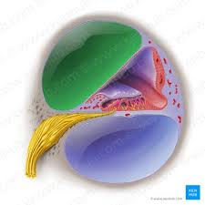 <p>inner ear</p>