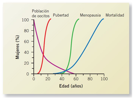 <p>cese permanente de la capacidad fértil de la mujer, alrededor de los 50 años de edad</p><p>Se inicia con:</p><ul><li><p>Perimenopausia, un período de 5-10 años en el que se reduce progresivamente la función ovárica y fluctúan los niveles de hormonas circulantes</p></li></ul><p>La mayor parte de los síntomas de la menopausia se atribuyen a la disminución de los estrógenos</p><ul><li><p>Alteraciones vasomotoras (enrojecimiento facial, sudoración súbita, migrañas, sequedad de piel y mucosas), alteraciones del sueño, cambios emocionales.</p></li><li><p>Aumento del riesgo de enfermedades cardiovasculares, pérdida de masa ósea y alteraciones metabólicas.</p></li></ul><p></p>