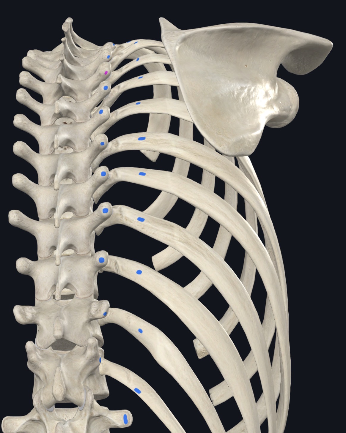 <p>Angle of ribs 1-6, TP C7</p>