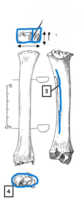 <ul><li><p>asymmetrical proximal articulation </p></li><li><p>single furrow</p></li><li><p>relatively large distal articulation</p></li></ul><p></p><p>sheep radius</p><p></p>