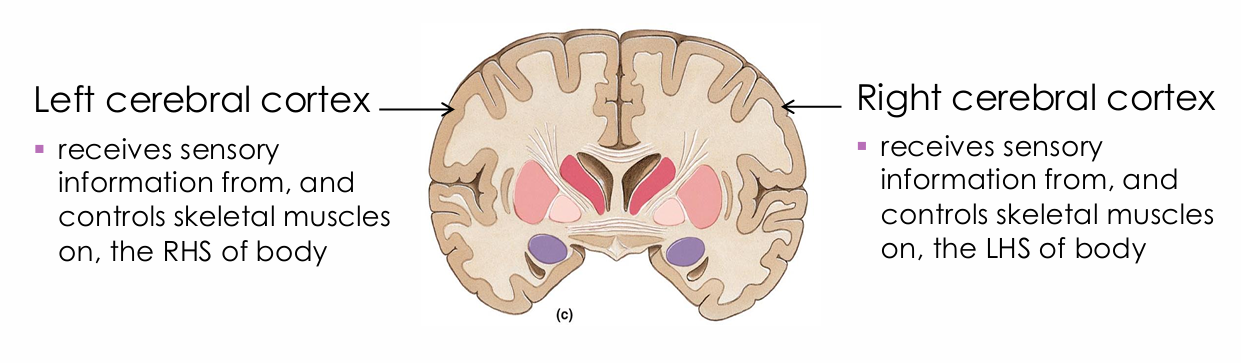 <ul><li><p>Receives sensory information from and controls skeletal muscles on the left side of the body</p></li></ul><p></p>