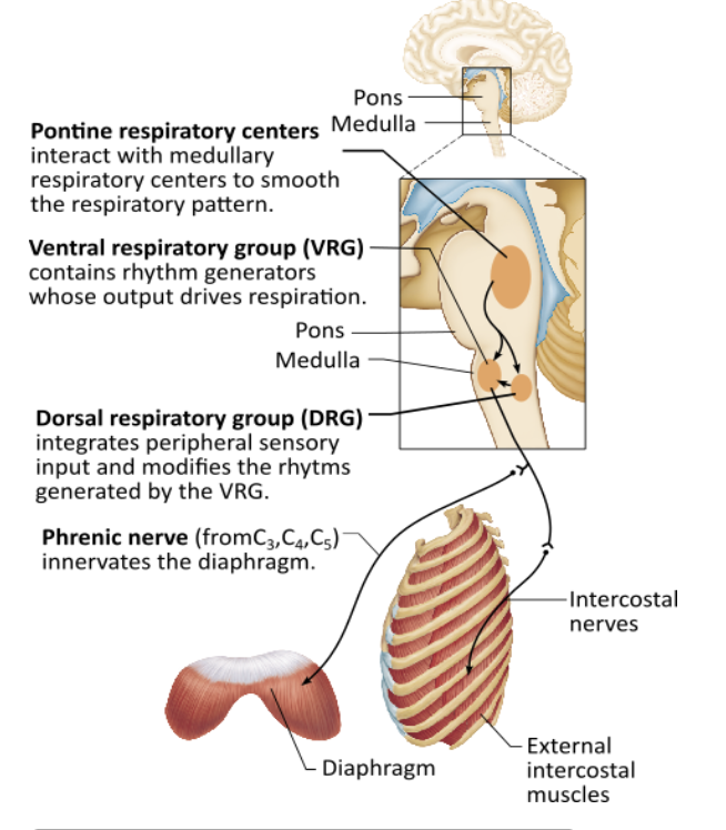 <p><span>Which of the following modifies and smoothes the respiratory pattern?</span></p><table style="min-width: 25px;"><colgroup><col style="min-width: 25px;"></colgroup><tbody><tr><td colspan="1" rowspan="1" style="margin: 0px; padding: 0.3em; position: relative;"><p>dorsal respiratory group (DRG) &nbsp; &nbsp; &nbsp; &nbsp;</p></td></tr><tr><td colspan="1" rowspan="1" style="margin: 0px; padding: 0.3em; position: relative;"><p>pontine respiratory centers &nbsp; &nbsp; &nbsp; &nbsp;</p></td></tr><tr><td colspan="1" rowspan="1" style="margin: 0px; padding: 0.3em; position: relative;"><p>ventral respiratory group (VRG) &nbsp; &nbsp; &nbsp; &nbsp;</p></td></tr><tr><td colspan="1" rowspan="1" style="margin: 0px; padding: 0.3em; position: relative;"><p>diencephalon &nbsp; &nbsp; &nbsp; &nbsp;</p></td></tr></tbody></table><p></p>