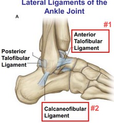 <p>anterior talofibular, posterior talofibular & calcaneofibular ligament</p>