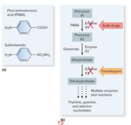 <p><u>Mechanism of action for antibacterial drugs such as:</u></p><ul><li><p><strong><mark data-color="purple" style="background-color: purple; color: inherit;">Sulfanamide</mark> </strong>→ <mark data-color="yellow" style="background-color: yellow; color: inherit;">inhibits 1st enzyme in pathway</mark></p></li><li><p><strong><mark data-color="purple" style="background-color: purple; color: inherit;">Trimethoprim </mark></strong>→ <mark data-color="yellow" style="background-color: yellow; color: inherit;">inhibits 3rd enzyme in pathway</mark></p></li></ul><p>(both are also known as <strong>Sulfur drugs</strong>)</p><div data-type="horizontalRule"><hr></div><p><mark data-color="blue" style="background-color: blue; color: inherit;">» inhibits enzymes by competitively binding with products (metabolites or growth factors) in a folic acid pathway</mark></p><p><mark data-color="blue" style="background-color: blue; color: inherit;">» selective toxicity as </mark><strong><mark data-color="blue" style="background-color: blue; color: inherit;">humans lack folic acid pathway</mark></strong></p>