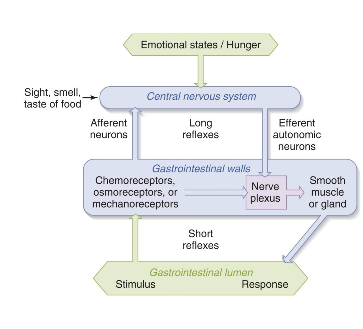 <p><u>Receptors in GI tract can sense:</u></p><p>-Acidity</p><p>-Nutrient concentrations</p><p>-Distension</p><p><u>Plexuses</u></p><p><strong>-Myenteric plexus neurons:</strong> generally stimulate muscle contraction</p><p><strong>-Submucosal plexus neurons:</strong> generally stimulate glands</p><p>*stim=emotional states/hunger; long reflexes=use ANS PSNS; short reflexes=don’t need brain</p>