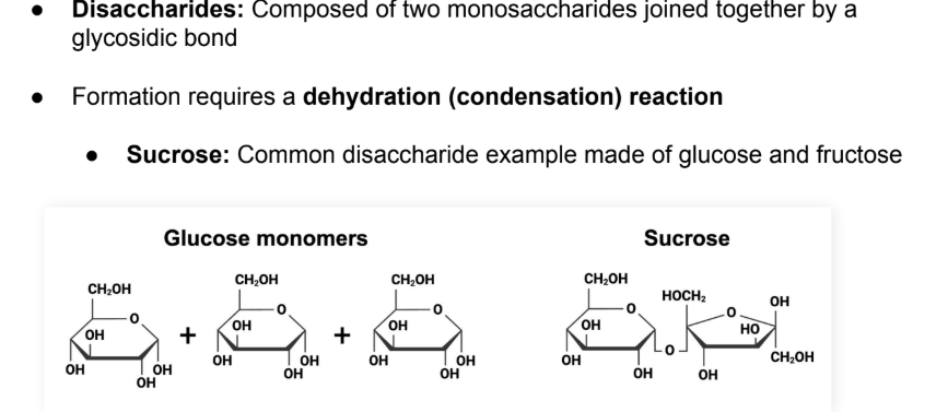 <ul><li><p>Disaccharides: Composed of two monosaccharides joined together by a <strong>glycosidic bond</strong></p></li><li><p>Formation requires a <strong>dehydration </strong>(<strong>condensation</strong>) <strong>reaction</strong></p></li><li><p>Sucrose: Common disaccharide example made of <strong>glucose </strong>and <strong>fructose</strong></p></li></ul><p></p>