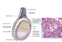 <p>How many testicular lobules are typically present, and what do they contain?</p>