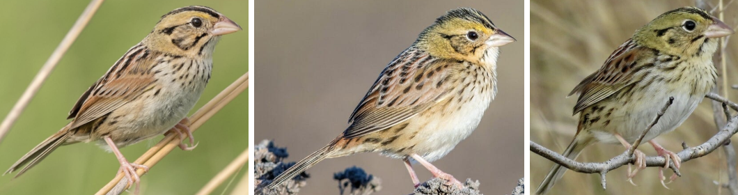 <ul><li><p><span style="background-color: transparent;"><strong>Habitat:</strong> breed in wet meadows, weedy pastures, and lowland prairies, also moved into cultivated hayfields, disposed to use large fields of tall dense grass away from woody veg like trees, winter- similar, more tolerant of trees</span><span>&nbsp;</span></p></li><li><p><span style="background-color: transparent;"><strong>Diet:</strong> summer- insects- grasshoppers, beetles, and caterpillars, winter- seeds- wiregrass, sedges, ragweed, smartweed, and some berries</span></p></li><li><p><span style="background-color: transparent;"><strong>Characteristics:</strong> small, squat, tan and buff with sharp black streaks (neat on breast), whitish breast, </span><span>yellow near head, greenish-olive wash on cheeks</span><span style="background-color: transparent;">, yellow spot between eye and bill, large flat head, large bill, short spiky tail</span></p></li></ul><p></p>