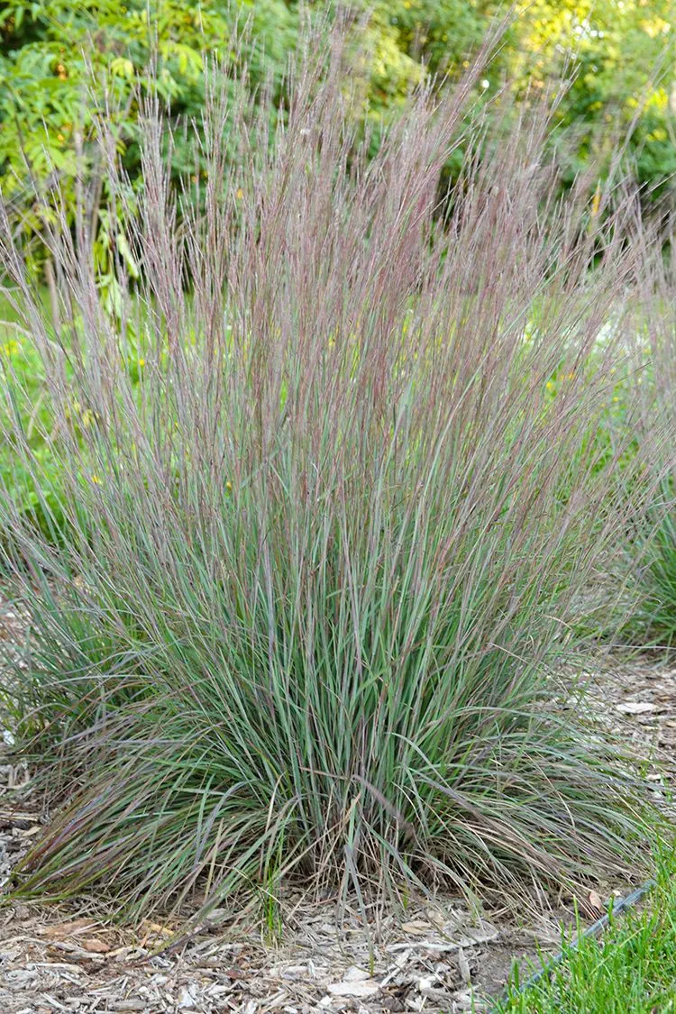 <p>little bluestern (grass)</p>