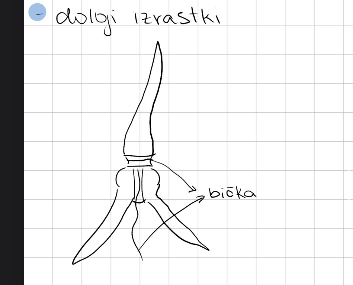 <p>Evkariontske alge</p><p>Deblo dynophyta ognjene alge</p><p>Rod ceratium</p>