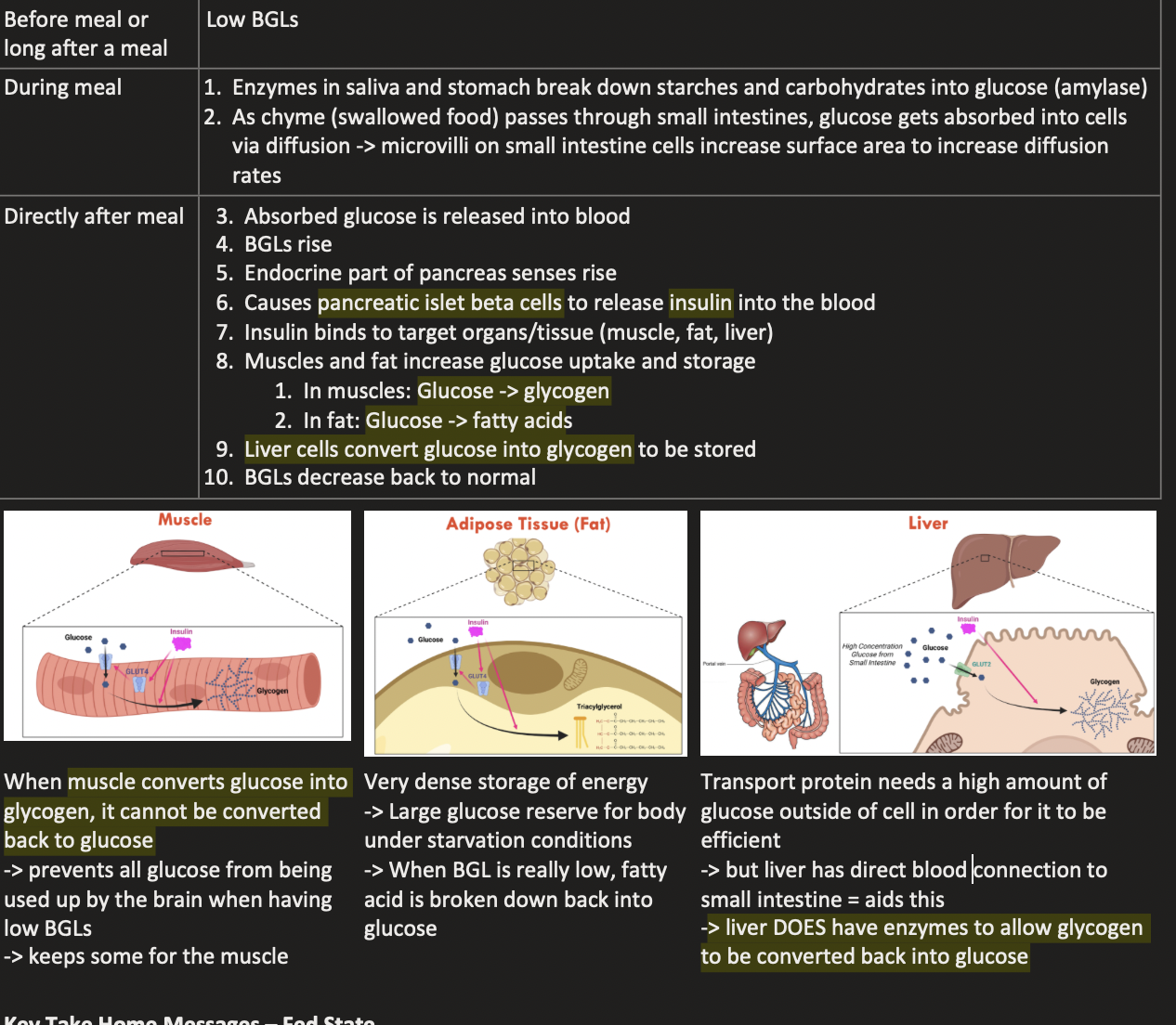<p>Think: rIse = Insulin, risE = bEta</p><p> • Insulin is a Protein Encoded by the INS Gene</p><p> • Only released when BGLs are too high</p>