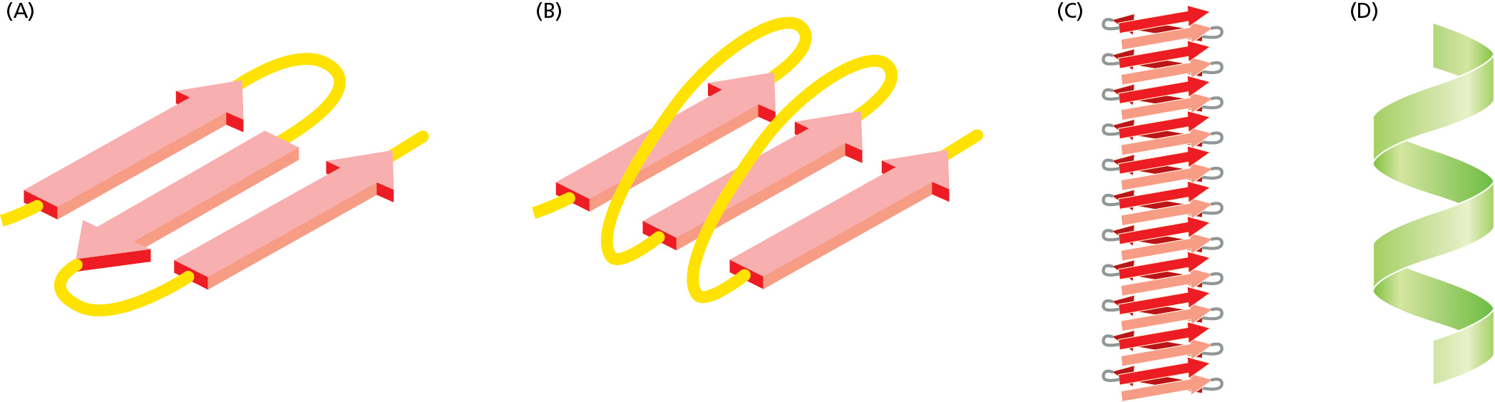 <p><span>Hydrogen bonding between N–H and C=O groups of every fourth amino acid within a polypeptide chain results in which type of folding pattern?</span></p>