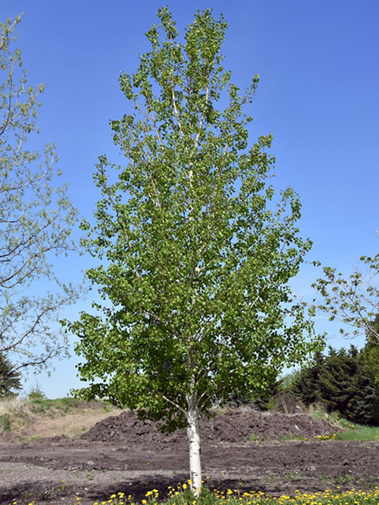<p>Populus tremuloides</p>