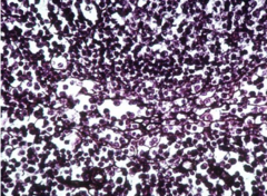 <p>Identify the type of connective tissue</p>