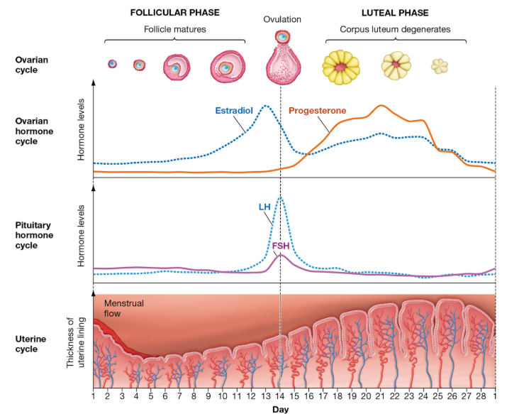 <p>What hormones regulate the menstrual cycle?</p>