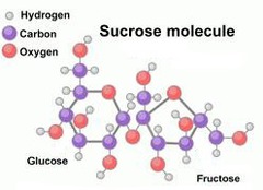 <p>sucrose</p>