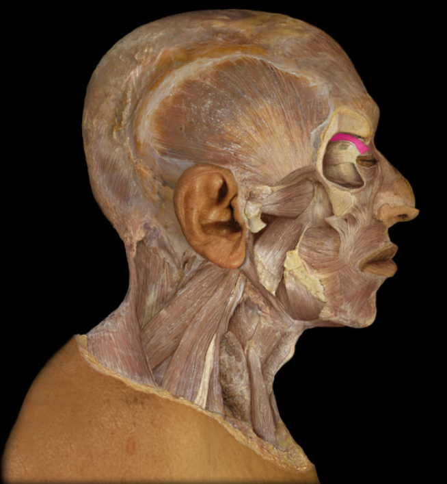 <p>action: elevates upper eyelid (opens eye)</p>