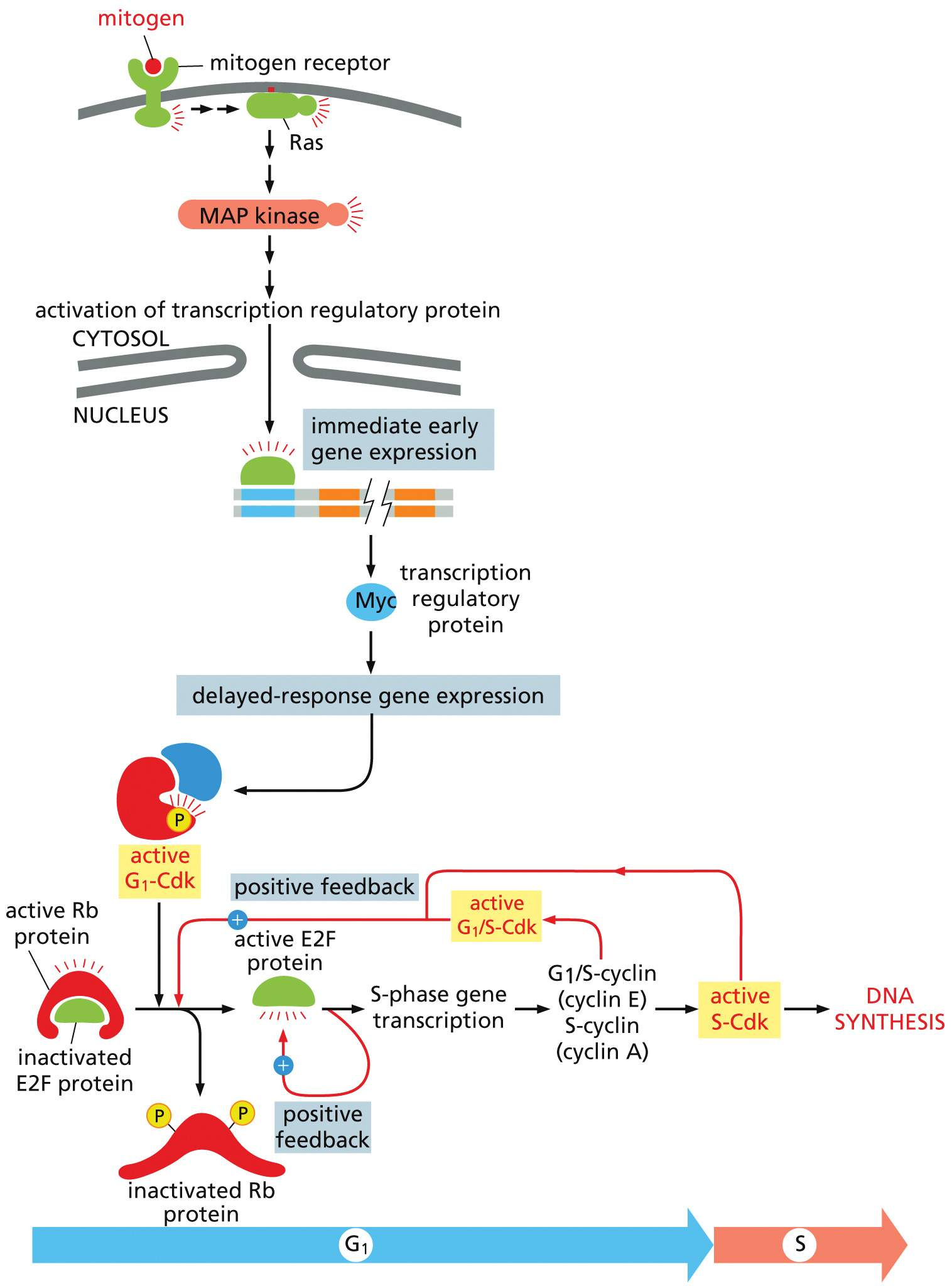 knowt flashcard image
