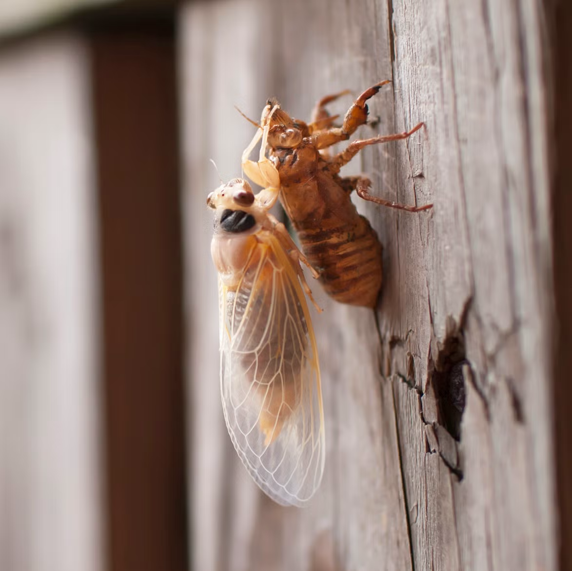 <p>the thing this cicada is shedding is an example of an insects ____________</p>