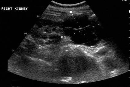 <p>What pathology is this</p>