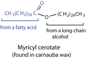 <p>What is the molecular composition of a wax (2)? Is it hydrophobic or hydrophillic? What is the function?</p>