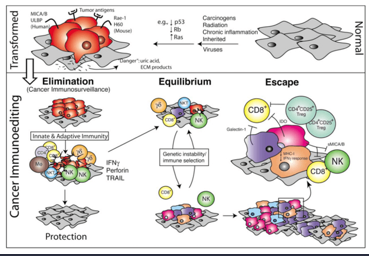 <p>The immune system can reject cancer via the <span style="color: red;">"Immunoediting" process</span>, which consists of three phases:</p><ul><li><p>Elimination (surveillance) </p></li><li><p>Equilibrium</p></li><li><p>Escape</p></li></ul><p></p>