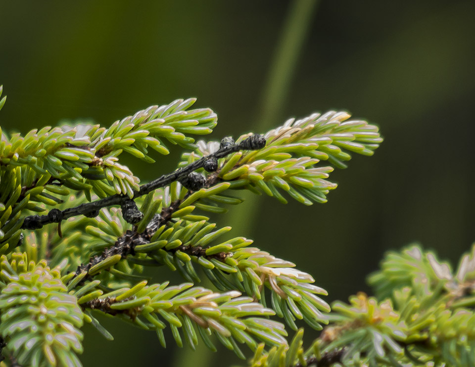 <p>Black spruce</p>