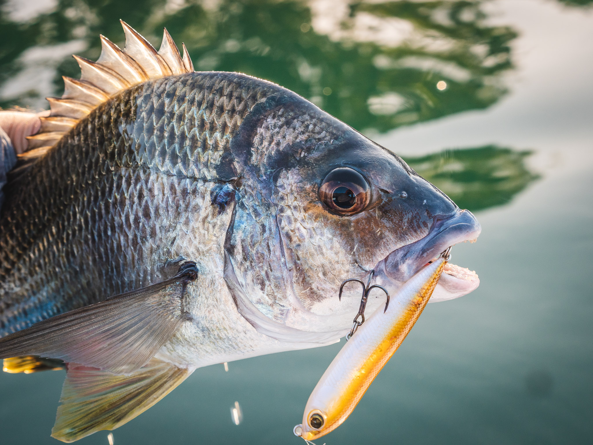 <p>bream</p>