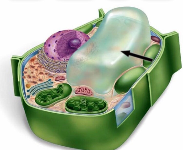 <p>Large fluid-filled sac (cell sap) that keeps a plant cell firm.</p>