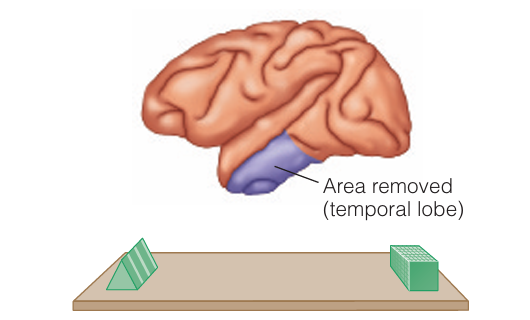 <p>In Ungerleider and Mishkin’s experiment, removing part of the <strong>temporal lobe</strong> made the ________ discrimination task difficult.</p>