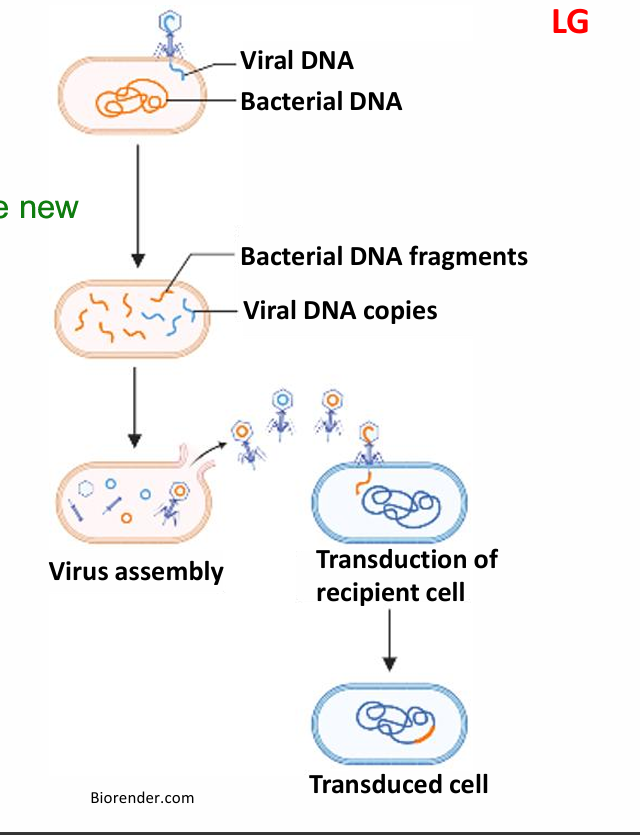 <ol><li><p><strong>Transformation:</strong> external DNA taken up and integrated into genome</p></li><li><p><strong>Transduction</strong>: During phage replication, an error occurs where a fragment of host DNA is packaged into the new phage. The new phage transfers that DNA  to another cell, incorporating it into its genome.</p></li></ol><p></p><ol start="3"><li><p><strong>Conjugation: </strong>Genetic info transferred between two living prok cells via a F factor in the form of a plasmid. F+ cell uses pilus to attatch to F- cell, making a mating bridge to transfer plasmid DNA.</p></li></ol><p></p>