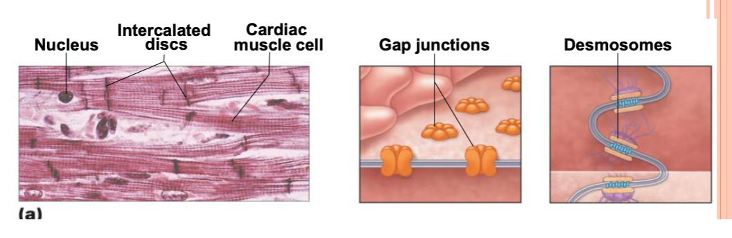 <ul><li><p>Intercalated discs</p><ul><li><p>desmosomes → lock cells in place; when mechanical force present, keeps cells together</p></li><li><p>gap junctions → electrically couple cells (ions flow between cells, electrically linking cells together) </p><ul><li><p>allows heart to be functional syncytium</p><ul><li><p>all cardiomyocytes contract as a unit, or none do</p></li><li><p>ensures larger force of contraction (required for ventricle to get high pressure environment for blood to eject out) </p></li><li><p>enables coordinated contractions</p></li></ul></li><li><p>99% contractile. 1% auto-rhythmic </p><ul><li><p>contractile → contract because neighbor contracts (neighbors pass messages to contract between each other → electrically coupled cells)</p></li><li><p>auto-rhythmic → start message for contraction that radiates out to other cells</p></li></ul></li></ul></li></ul></li></ul><p></p>