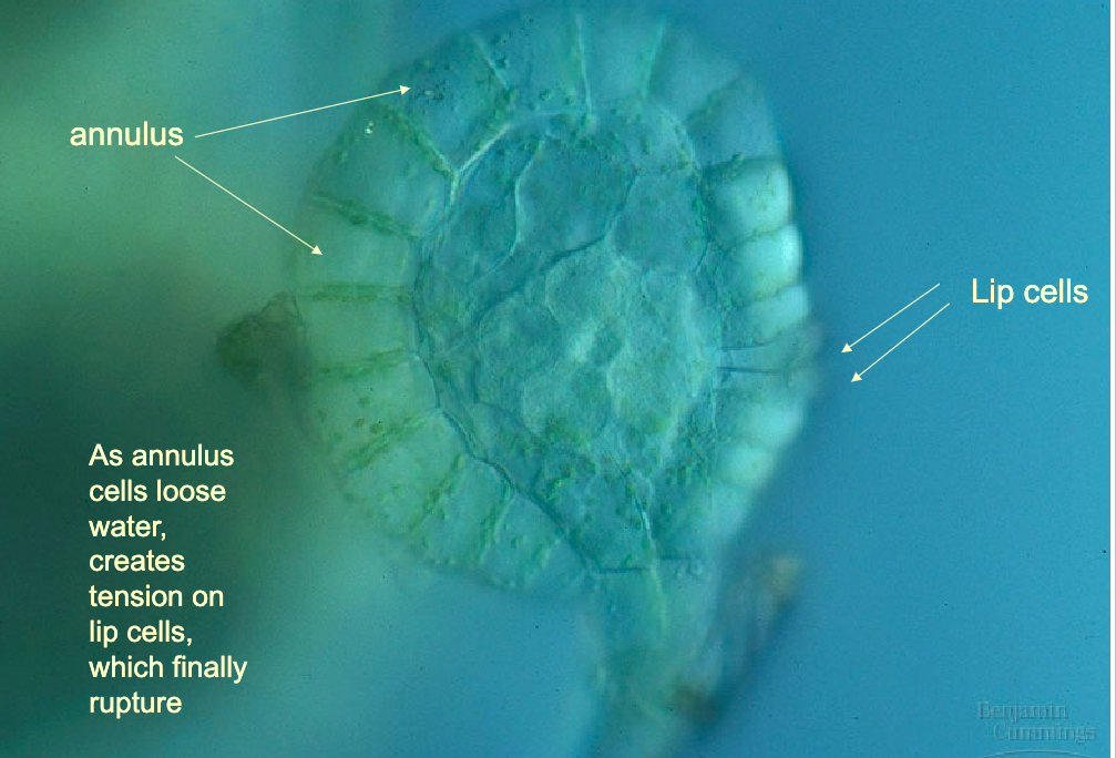 <p>Archaeplastida: Viridiplantae: Plantae<strong>: </strong>Tracheophyta<strong>: Monilophyta (2.1:ferns: lifecycle-sporangium)</strong></p>