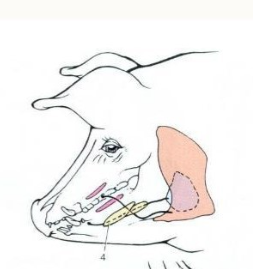 <p>What can we identify in this image?</p>