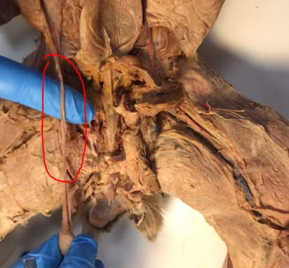 <p>What structure is this</p>