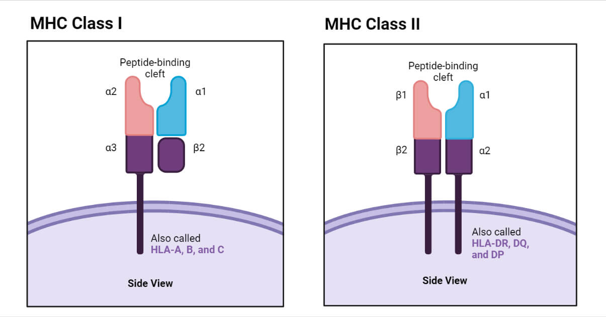 <p>B. Một chuỗi Alpha và một chuỗi Beta 2</p>