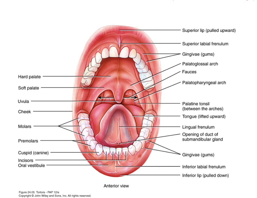 <ul><li><p>oral or buccal cavity</p></li><li><p>formed by cheeks, hard and soft palates, and tongue</p></li></ul><p></p>