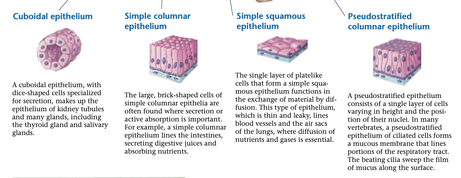 <ul><li><p>Cuboidal epithelium.</p></li><li><p>Simple columnar epithelium.</p></li><li><p>Simple squamous epithelium</p></li><li><p>Pseudostratidied columnar epithelium.</p></li></ul><p></p><p>Tissue that covers oudisde of body and line organs, </p>