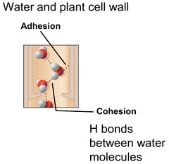 <p>attraction between molecules of water</p>