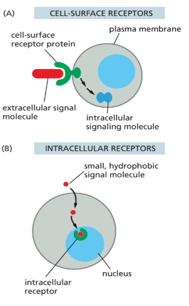 <p>cell surface receptors or intracellular receptors</p>