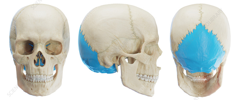 <p>What bone is this?</p>