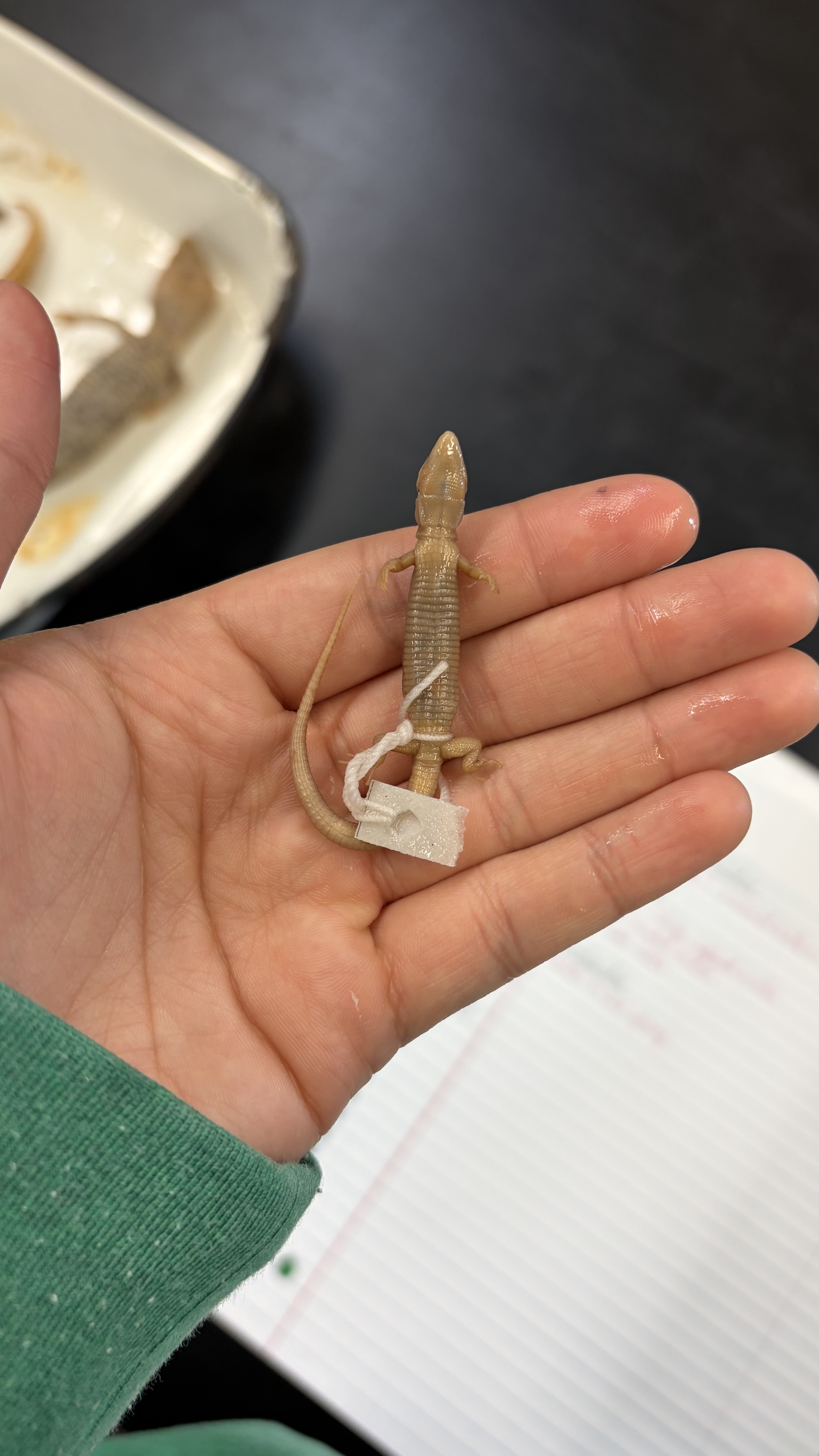 <ul><li><p>Squamata</p><ul><li><p>Scincomorpha</p><ul><li><p>Xantusiidae</p><ul><li><p><em>Xantusa vigilis</em></p></li></ul></li></ul></li></ul></li></ul><p></p>