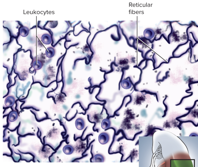 <p>Network of fibers forming supportive stroma for lymphatic organs</p>