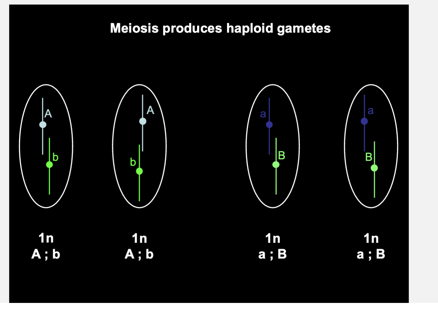 <p>n is still 2 for them all </p><p>none should have homologs because ploidy is 1 for all so all are 1n</p>
