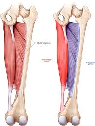 <p>What muscle that moves the thigh? (Medial Hip)</p>